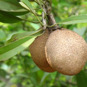Sapota- 1kg