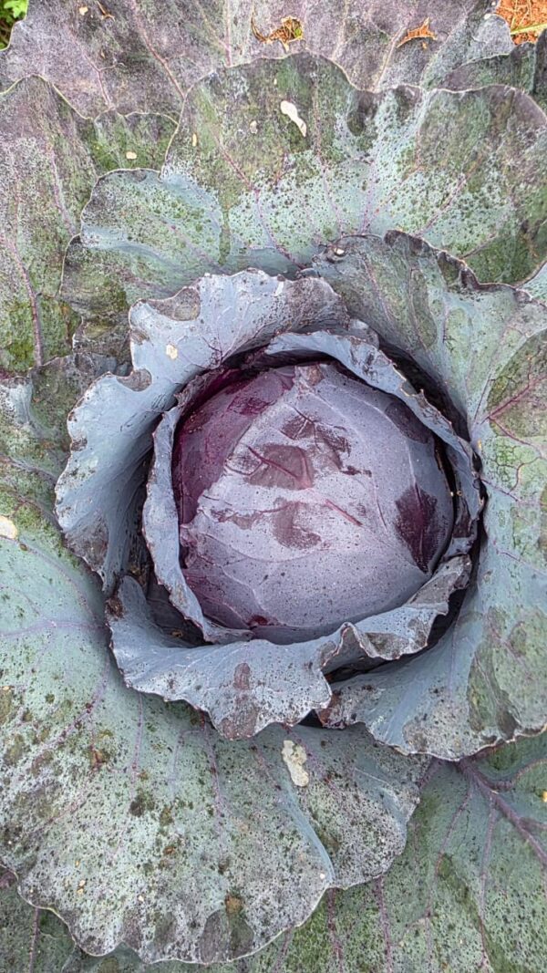 400x400 Purple cabbage- 1 piece