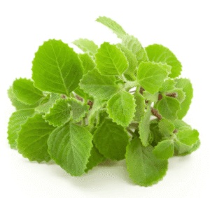 Ajwain Leaf- A Nature’s healing herb