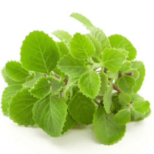 Ajwain Leaf- A Nature’s healing herb