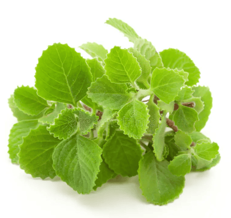 Ajwain Leaf- A Nature’s healing herb