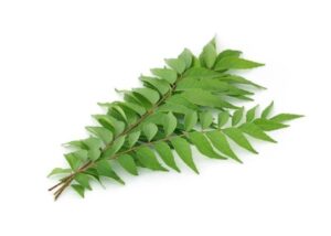 Aromatic curry leaves - 1 Brunch