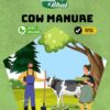 Cow manure