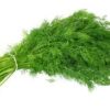 Dill Leaves Dill Leaves