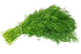 Dill Leaves