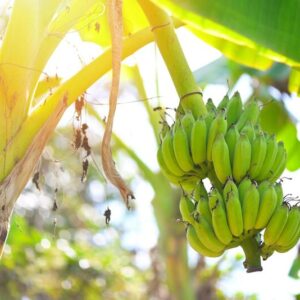 Farm-grown Raw bananas