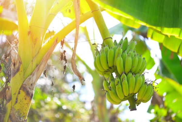Farm-grown Raw bananas