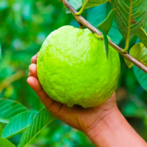 KG Guava