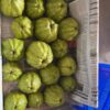 KG Guava