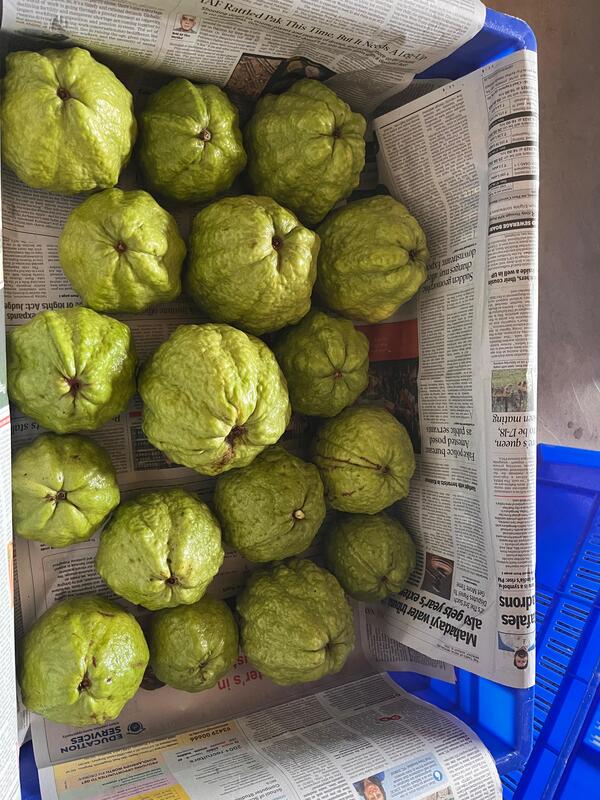 KG Guava