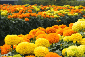 Marigold flower- 500 Grams