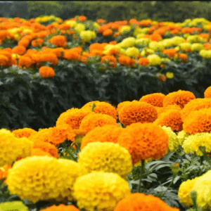 Marigold flower- 500 Grams