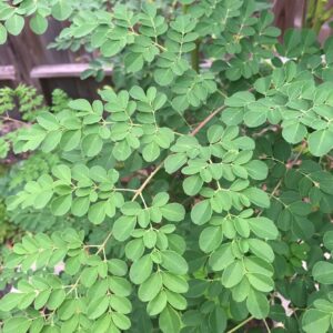 Moringa leaves -1 bunch