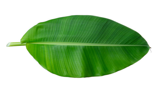 Nature’s eco-plate - Banana Leaves- 5 piece
