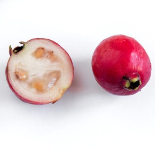 Strawberry Guava