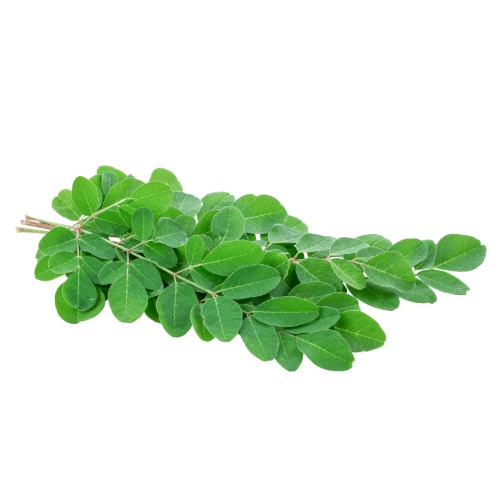 Moringa leaves -1 bunch