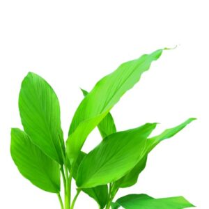 Turmeric leaves - 10 piece
