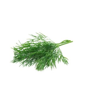 Dill Leaves