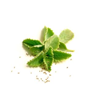 Ajwain Leaf- A Nature’s healing herb
