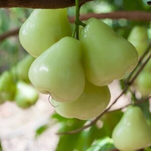 Green water Apples