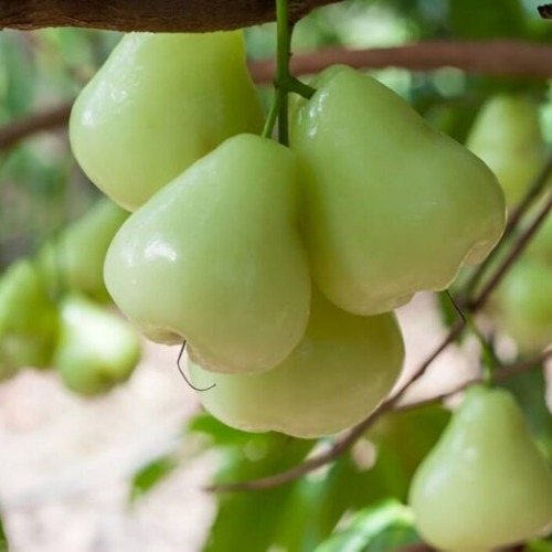 Green water Apples