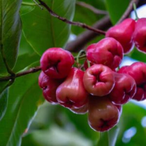 Red water apples