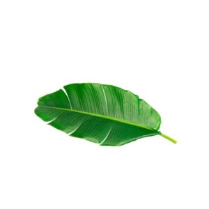 Nature’s eco-plate - Banana Leaves- 5 piece