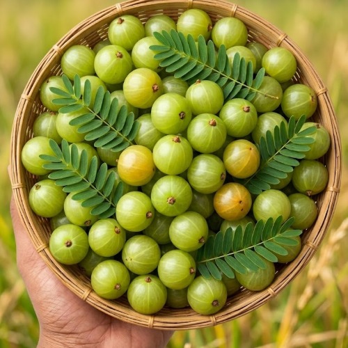 Gooseberries (Amla) - Image 2