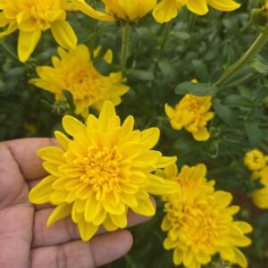 chrysanthemum - 250 grams