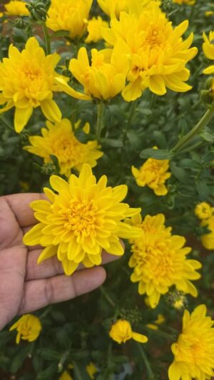 chrysanthemum - 250 grams