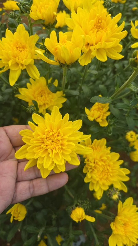 chrysanthemum - 250 grams