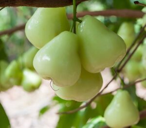Green water Apples