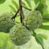 Farm-fresh custard apples