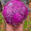 farm fresh Purple cabbage- 1 piece