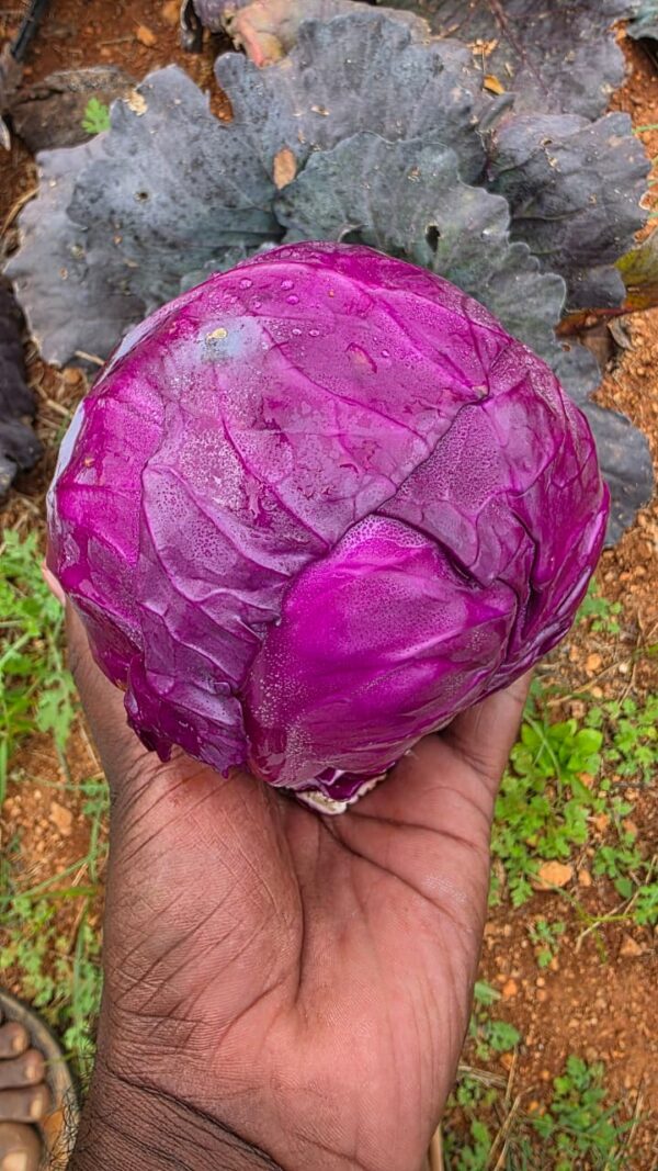 farm fresh Purple cabbage- 1 piece