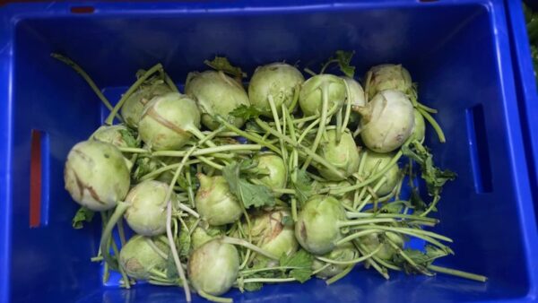 knol-3 Kohlrabi -(knol knol)- 500 Grams