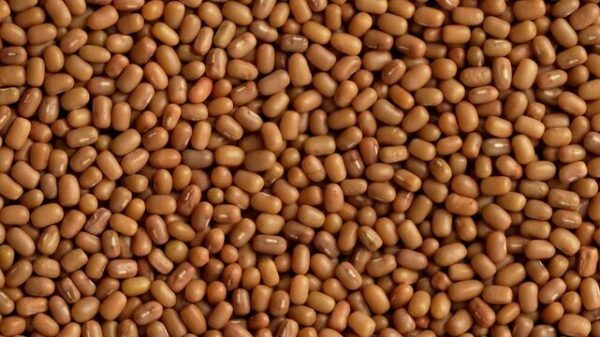 moth beans Premium Moth Beans- ಮಡಿಕೆ ಕಾಳು