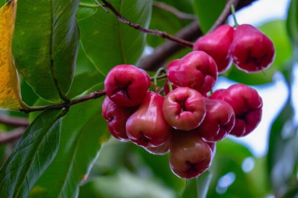 Red water apples