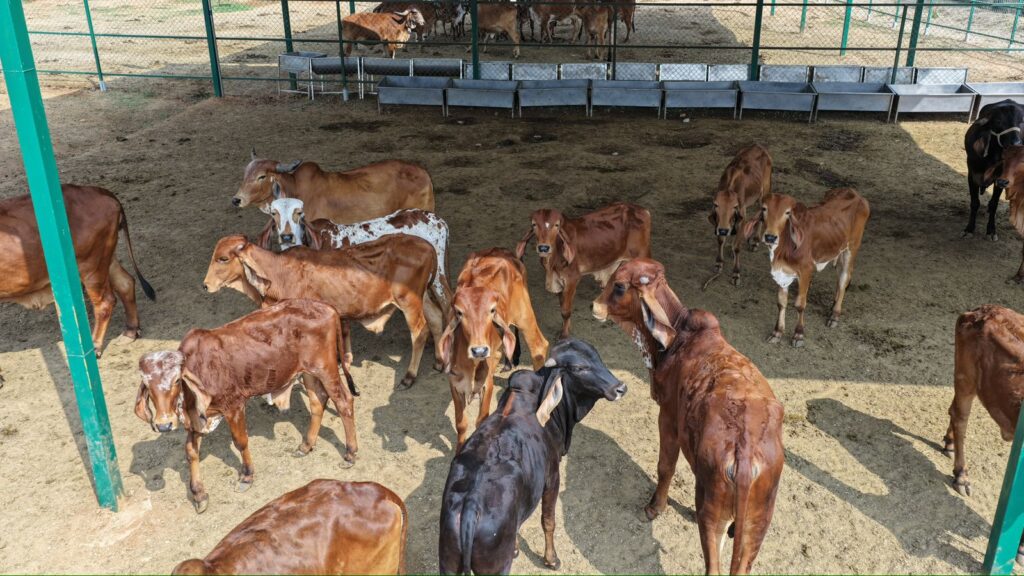 WhatsApp Image 2026-02-17 at 19.16.59 (1)