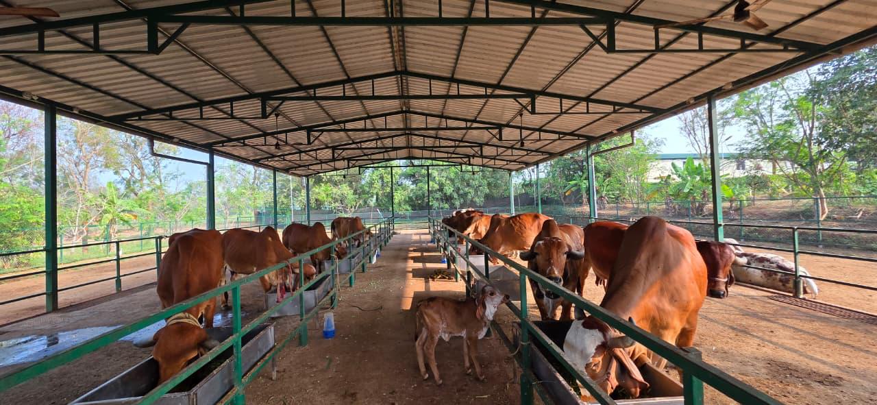 cowshed