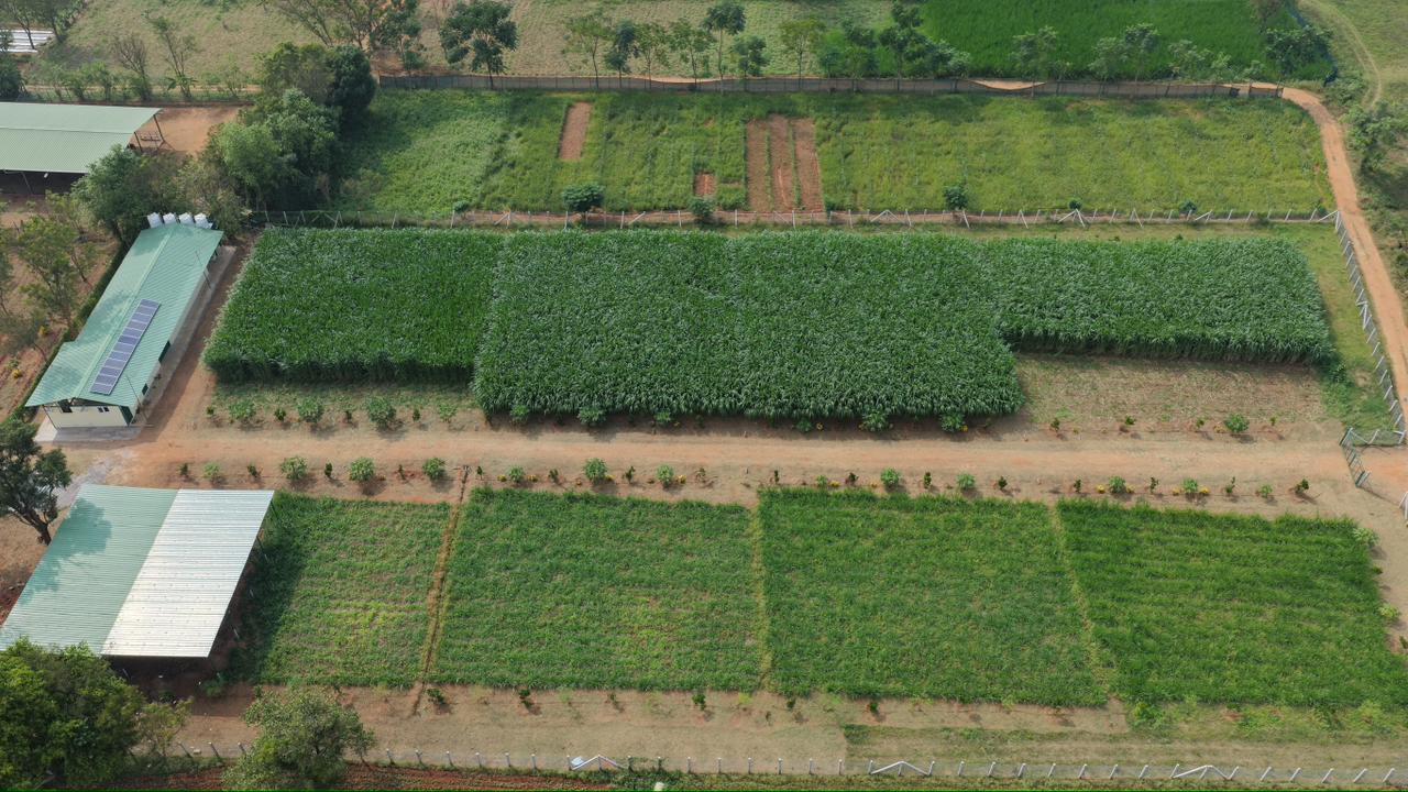 fields